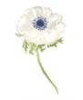 Lucite Holder with Notes - Anemone High Leaf