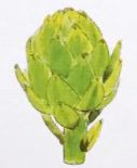 Lucite Holder with Notes - Artichoke