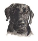 Lucite Holder with Notes - Black Labrador