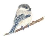 Lucite Holder with Notes - Cardinal Chickadee