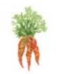 Lucite Holder with Notes - Carrots