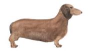 Lucite Holder with Notes - Daschund
