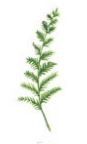 Lucite Holder with Notes - Fern Leaf
