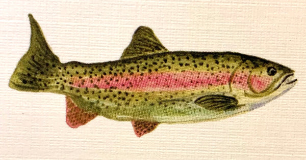 Lucite Holder with Notes - Trout