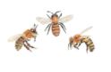 Lucite Holder with Notes - Bees