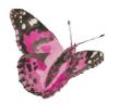 Lucite Holder with Notes - Butterfly Hot Pink