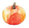 Lucite Holder with Notes - Pumpkin