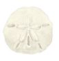 Lucite Holder with Notes - Sand Dollar