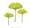 Lucite Holder with Notes - Ginko Leaves