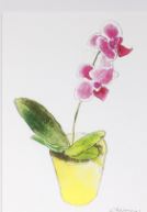 Lucite Holder with Notes - Orchid