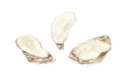 Lucite Holder with Notes - Oyster Shells