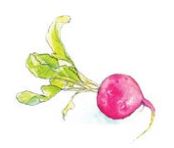 Lucite Holder with Notes - Radish