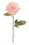 Lucite Holder with Notes - Pink Rose