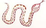 Lucite Holder with Notes - Snake