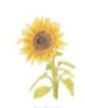 Lucite Holder with Notes - Single Sunflower
