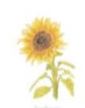 Lucite Holder with Notes - Single Sunflower