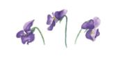 Lucite Holder with Notes - Violas