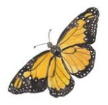 Lucite Holder with Notes - Butterfly Yellow