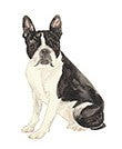 Lucite Holder with Notes - Boston Terrier